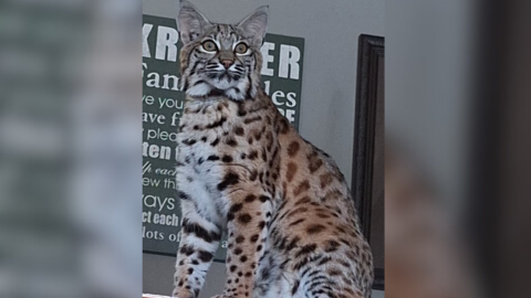 A pet bobcat was reported missing to the Minnesota Department of Natural Resources on Sept. 25, 2025, in Warroad.
