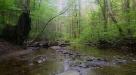 A photo of a rocky creek in central Kentucky. The creek runs down the middle of the screen vertically, with vibrant green trees on either side. The trees are reflected in the water. The water in the foreground is clear, and rocks can be seen beneath the surface.