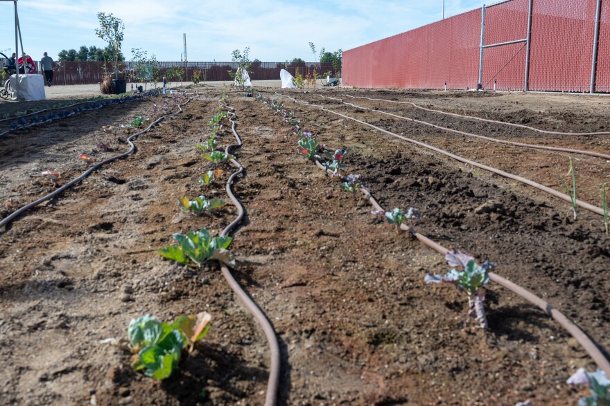 Cover crops begin to sprout at a new regenerative farm in Delano. The farm is run by Bakersfield College and will teach agriculture students about sustainable farming techniques.
