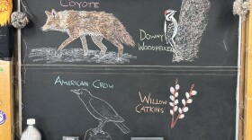 Chalk illustrations depict an American Crow, willow catkins, Downy Woodpecker, and coyote.
