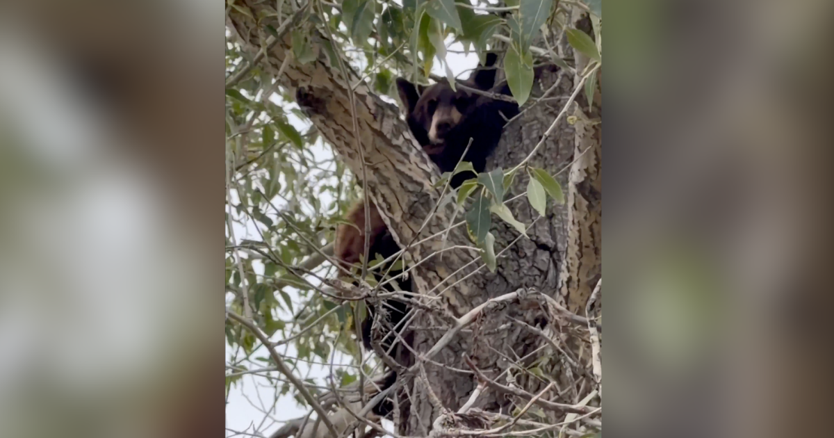 WATCH: Bear cub rescued from a tree in Superior as heightened bear activity continues in Colorado