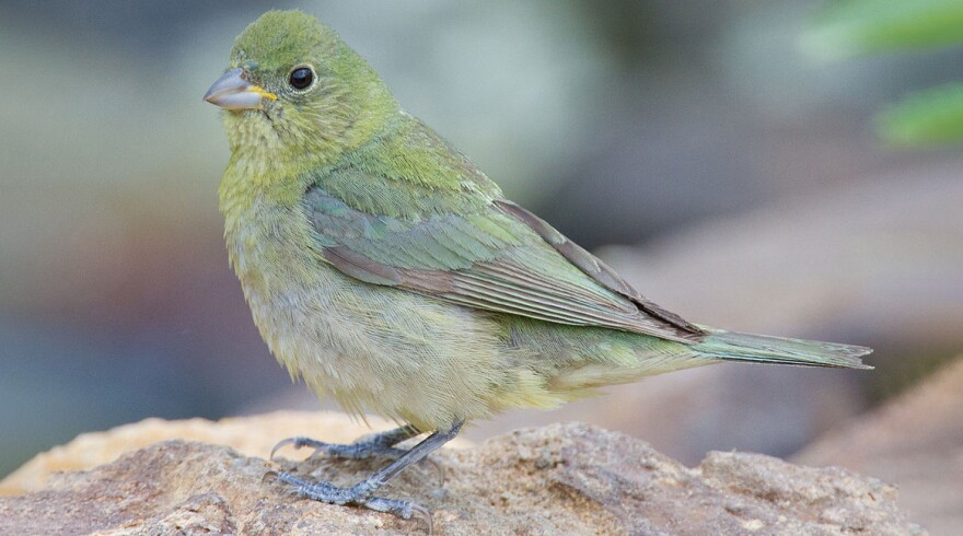 A female Painted Bunting.