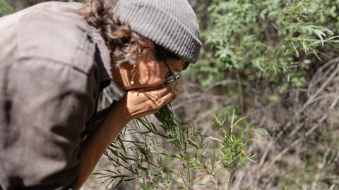 Cebastien Rose smells a coyote willow while walking in the Albuquerque Bosque. When the leaves of the willow decompose on wet ground, they smell akin to blooming roses.
