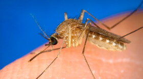 Known as a vector for the West Nile virus, this Culex quinquefasciatus mosquito has landed on a human finger, 2003.