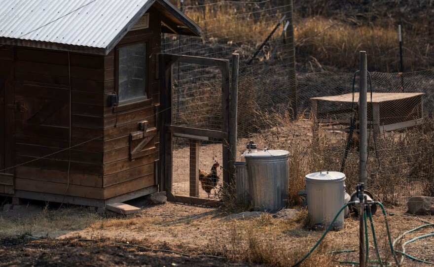 Scorch marks surround a chicken coop, the chickens inside still alive, seen on Aug. 13, 2026 near Friend, Ore