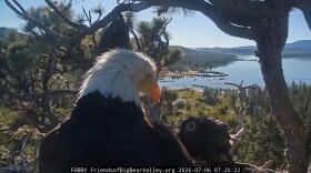 Jackie and her eaglet in the nest