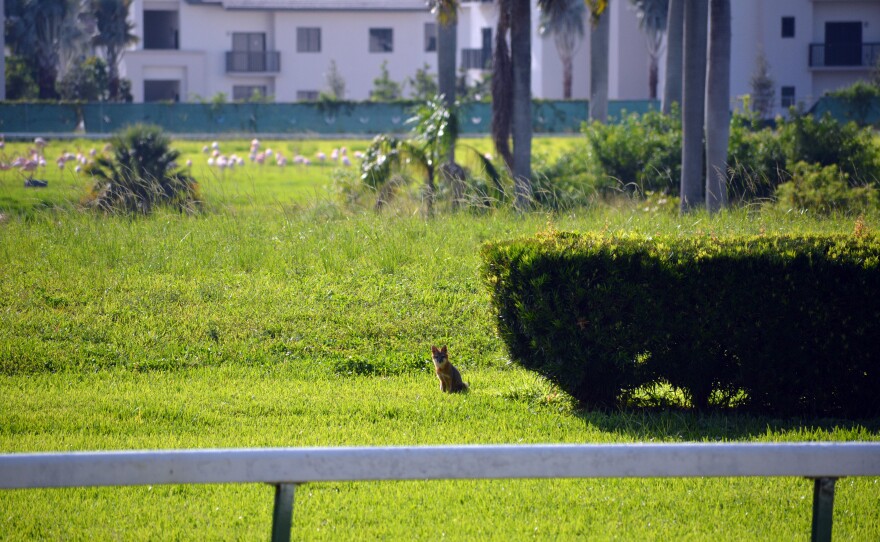 A fox at the Hialeah racetrack, with the flamingos in the distance. July 7, 2025.