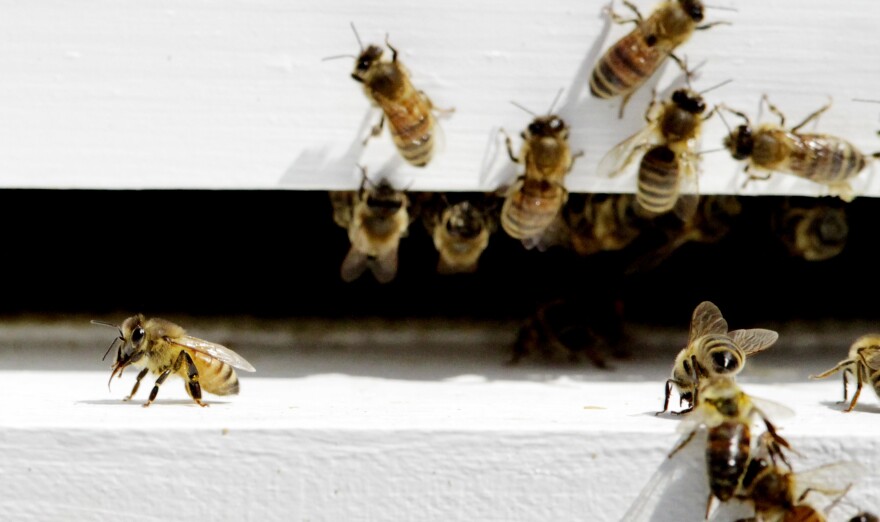 Bees come and go from a bee hive in West Bath, Maine on Monday, April 30, 2012.