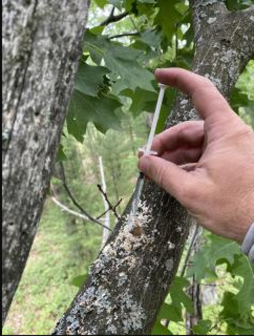 A close-up of forest fuels specialist Brian Stearns using a syringe to inject an oak wilt-infused solution in June 2023 into a test oak tree high up in the crown in the forests outside Traverse City, Michigan.