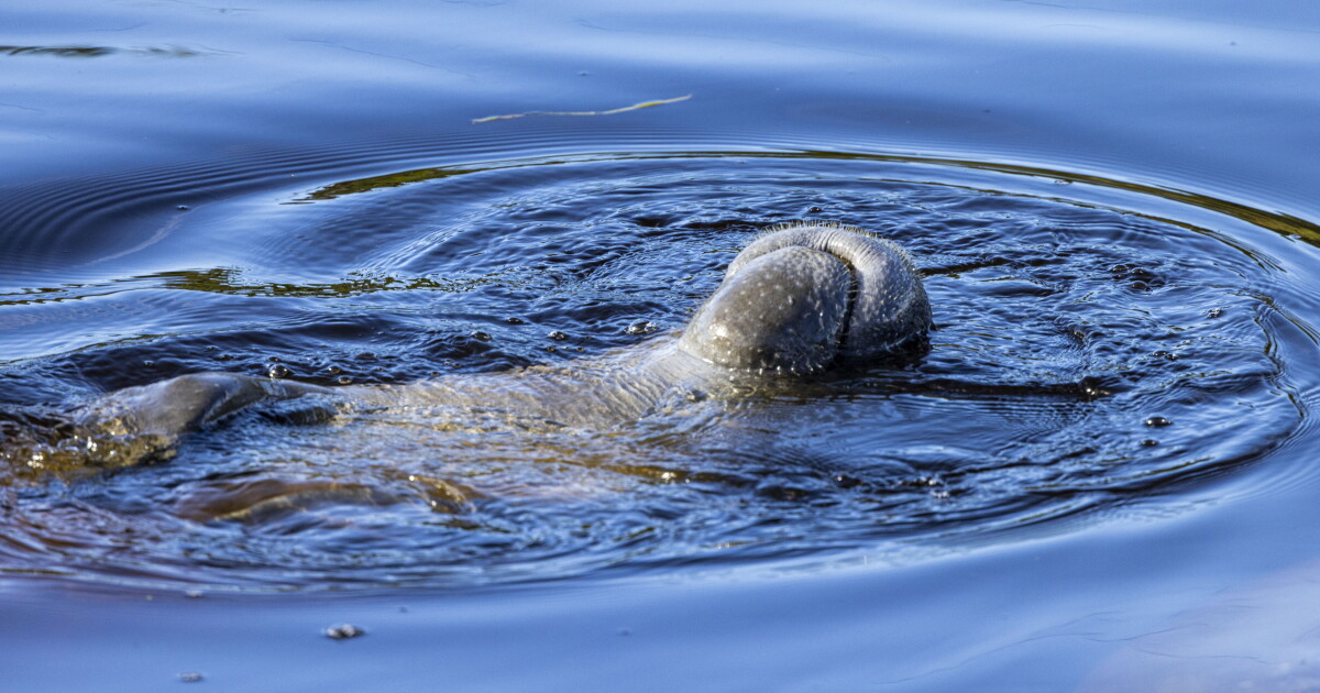 Cold snaps stressing the health of endangered manatees, sea turtles | WUSF