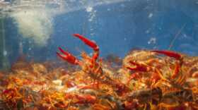 A seafood market in Beijing, China. (Photo by Rashah McChesney/Alaska’s Energy Desk)
