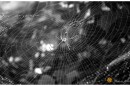 No matter your feelings on spiders, you have to admire their engineering abilities.