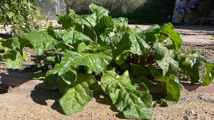 Vegetables Swiss Chard