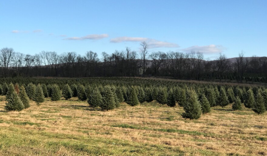 Dan and Bryan Christmas Trees in Shepherdstown, Jefferson County. The farm sells thousands of trees each year around the holidays and won the 2020 National Christmas Tree Association contest to display a tree in the White House Blue Room.