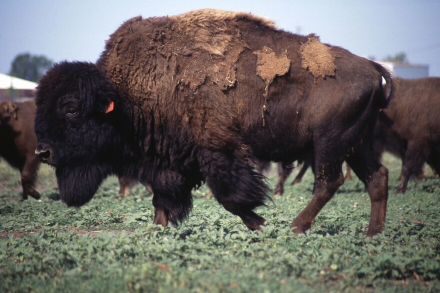 A bison walks across short green vegetation.
