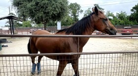 Horses at the Houston SPCA are given fly boots to protect their hooves from the New World screwworm. Their hooves are exposed to the elements, which make them vulnerable to wounds.