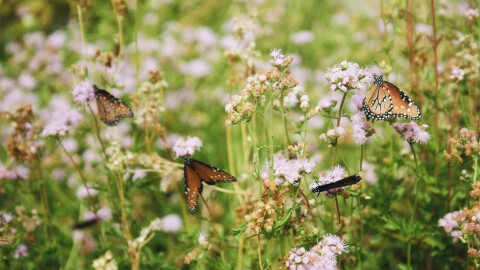 Queen butterflies on mistflowers.
