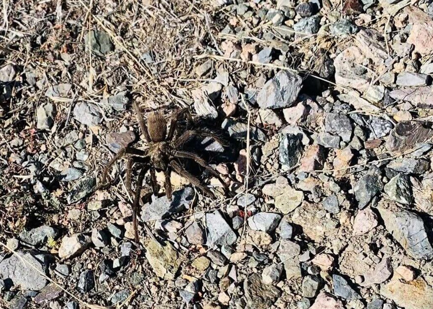 A furry tarantula resting on the rocky ground.