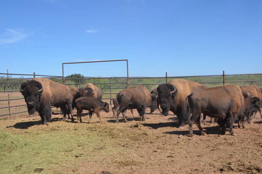 This herd of American bison will become the first to roam in the Mexican state of Sonora is around two centuries.
