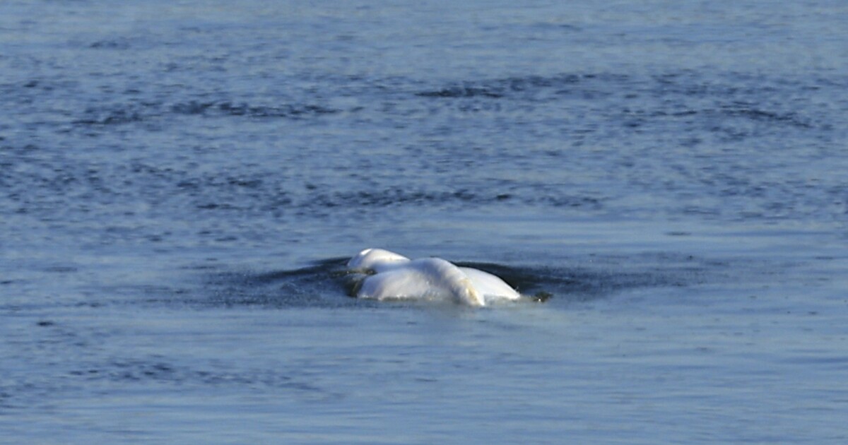 Une baleine coincée dans une baleine meurt après avoir été sauvée d’une rivière française Une baleine coincée dans une baleine meurt après avoir été sauvée d’une rivière française