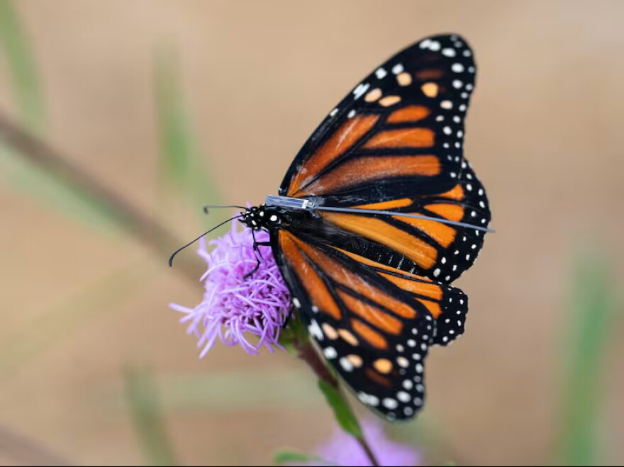 A monarch butterfly is fitted with a BlūMorpho tracker on Sept. 5, 2026, at Oaks Bottom Wildlife Refuge in Portland, Ore. Fifteen monarch butterflies were released in Portland in early September and are among the first of 200 to be digitally tracked as they migrate south from the Pacific Northwest.