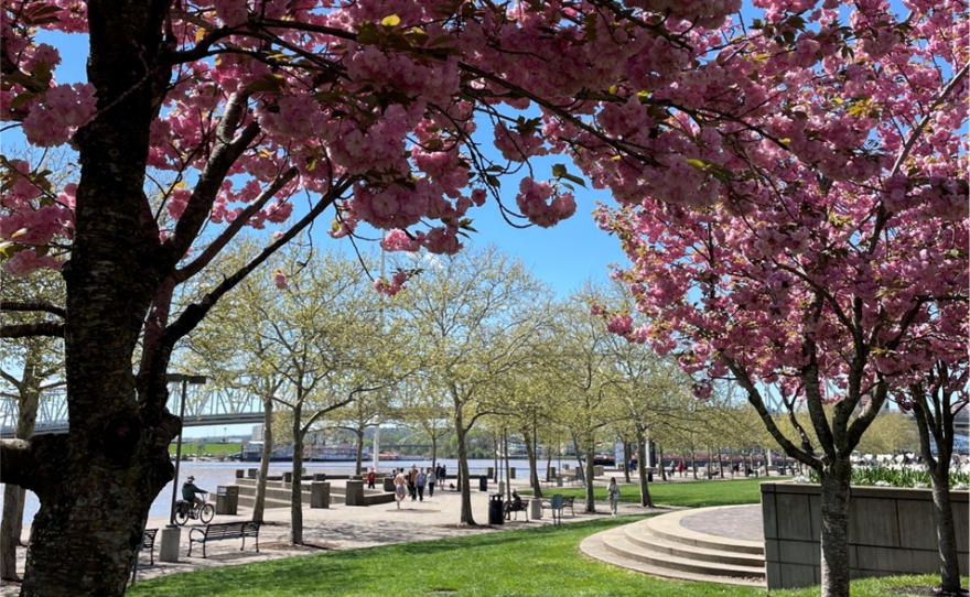 Cherry trees in bloom at Sawyer Point Park and Yeatman's Cove.