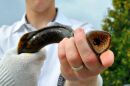 Adult lamprey develop ring-shaped mouths, which they use to suck the blood from native fish.