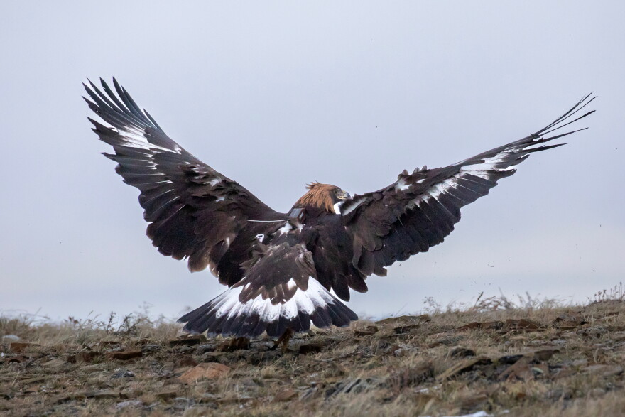 A brown, white and black golden eagle prepares to lift off the ground.
