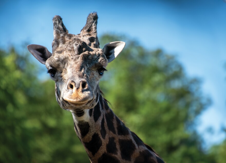 A giraffe in front of trees.