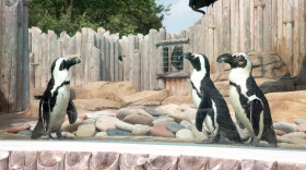 Six of Columbian Park Zoo's nine penguins have died (courtesy of Lafayette Parks & Recreation)