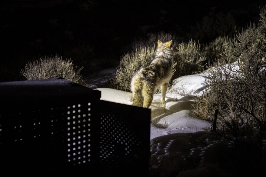 A brown and gray wolf stands outside a metal crate at night in a snowy area.