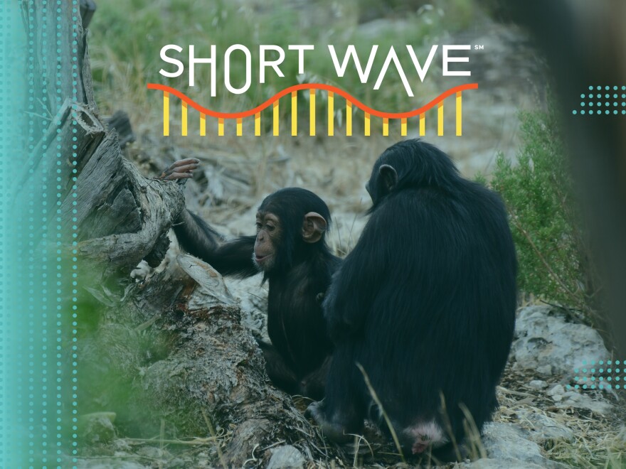 Chimpanzees in Monarto Safari Park South Australia. A new study finds that peeing is contagious among a group a captive chimps.