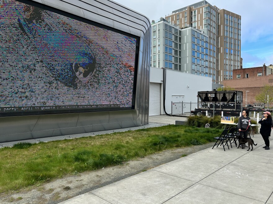 Annie the peregrine falcon broadcast live on the Berkeley Art Museum and Pacific Film Archive's outdoor screen