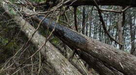 Lightning strike determined to be the source of the Black River Fire in