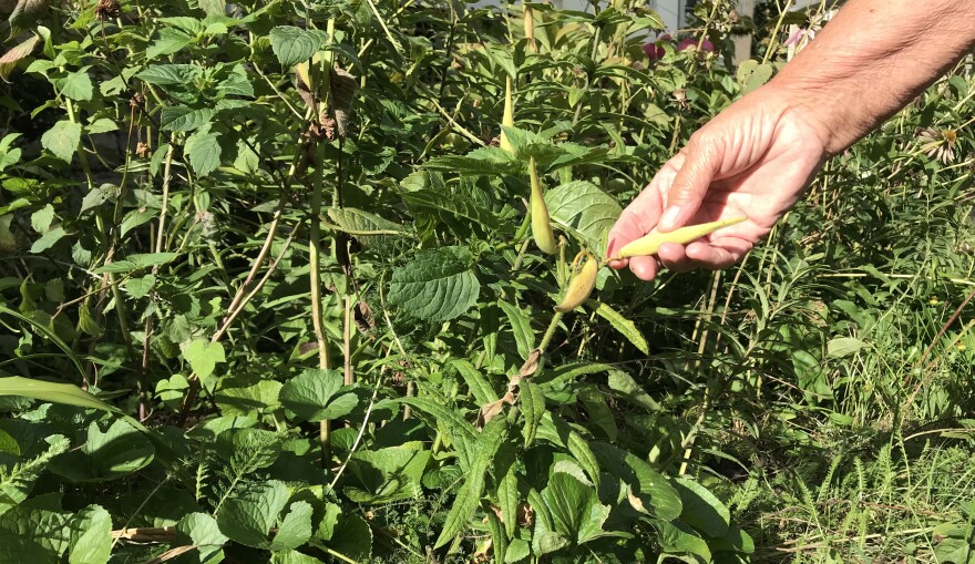 Gisele Zeigler holds a pod from a type of milkweed plant in her garden. It is a favorite for pollinator bees and monarch butterflies.