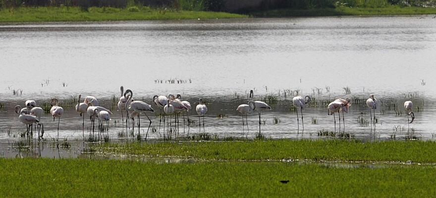 Pink Flamingos in Doñana National Park, a site famous for its biodiversity. Water shortages from over-farming and from climate change puts this natural habitat at risk.