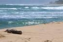 In this Saturday, Sept. 25, 2021, photo provided by the Hawaiʻi Department of Land and Natural Resources, a 6-year-old endangered Hawaiian monk seal rests on the beach in Waialua, Hawaiʻi. Researchers say the monk seal made an exceptionally fast and long swim across the archipelago. The female seal made her way from Kure Atoll in the uninhabited Northwestern Hawaiian Islands to the North Shore of Oʻahu, a trip of about 1,300 miles (2,092 kilometers). She made the grueling swim in only a month, landing on Oʻahu sometime the week before. (Dan Dennison/Hawaii Department of Land and Natural Resources via AP)