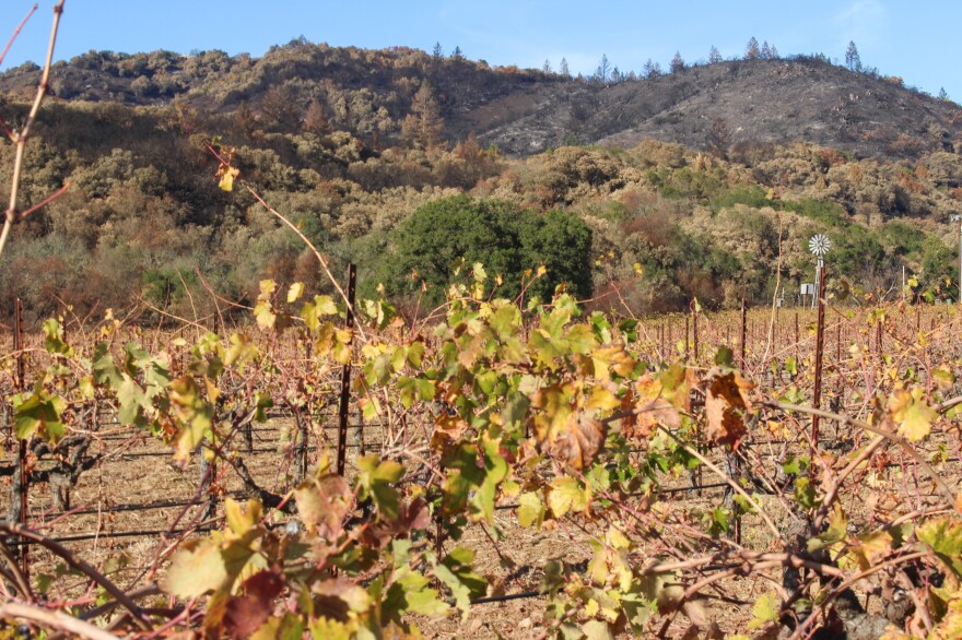 Charred hills are near vineyards in Sonoma Valley, Calif. on Nov. 7, 2017. Local wineries such as Buena Vista were close to the flames.