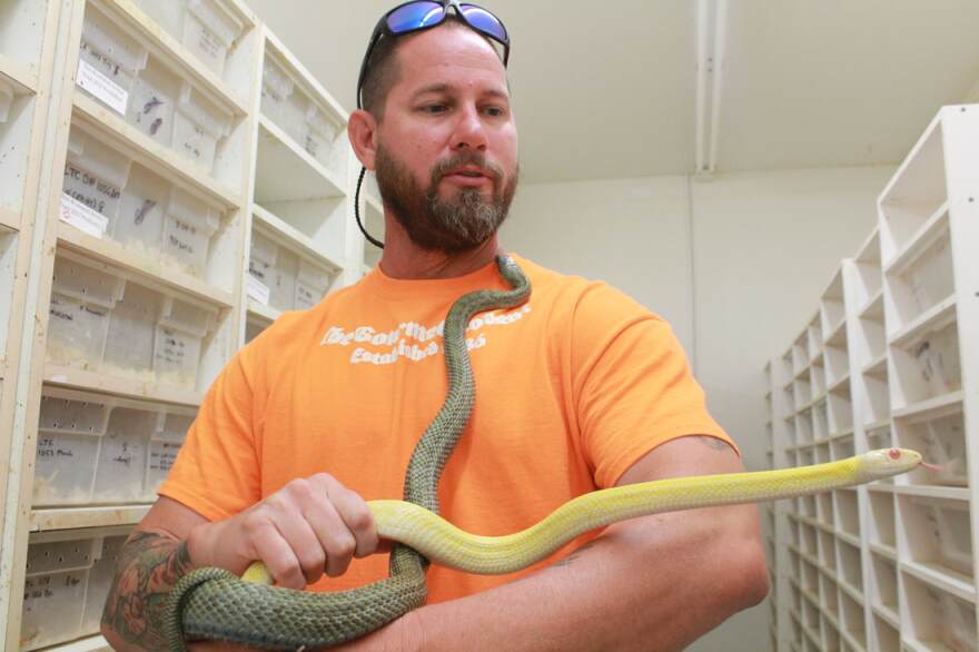 Mike Layman, The Gourmet Rodent owner, explained that the yellow snake is a selectively bred version of the greenish-blue snake. The Gourmet Rodent manipulates the colors and patterns of some snakes to sell them as popular pets that are worth more money. (Angela DiMichelle/WUFT News)