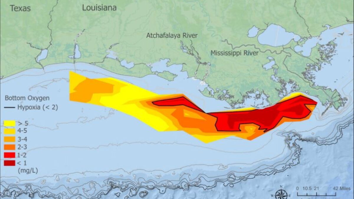 NOAA reports the Gulf of Mexico dead zone is below average this year - Vimarsana News