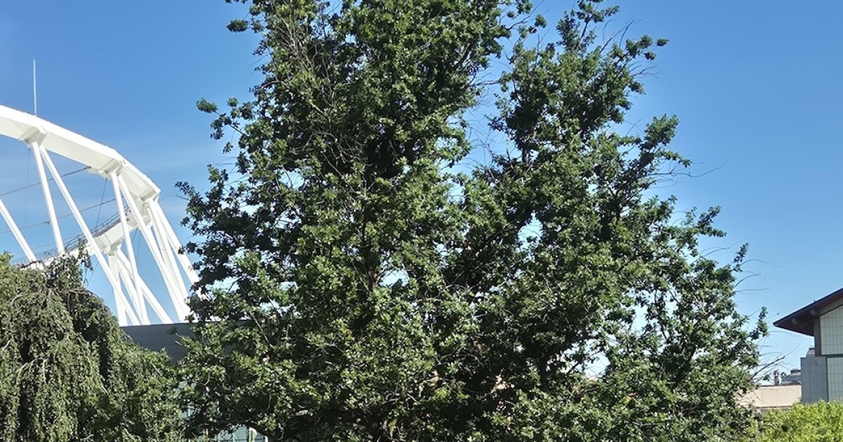 One of the most iconic trees in the UK has died, but its offspring lives on in CNY
