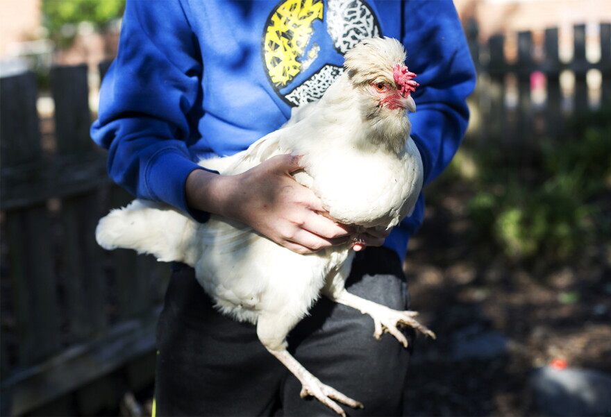 Fifth graders at The Soulard School take turns feeding and caring for chickens in the school's yard.