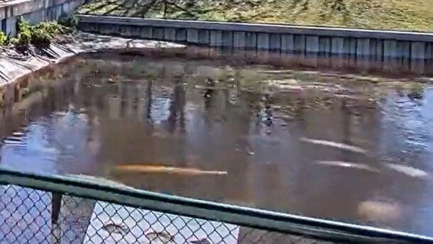 Manatees in the Manatee Park on State Road 80 in Lee County. Approximately 25 reports of dead manatees have been received by the Florida Fish & Wildlife Commission from the Orange River and Fort Myers areas in Lee County. The park has reopened after a delayed opening Thursday morning. Manatee Park is a non-captive warm water refuge for the Florida Manatee. The warm water in the Manatee Park canal comes from the Florida Power and Light Power Plant across the street and is created as a byproduct of cooling off their equipment. The canal empties into the Orange River on the south end of the park.