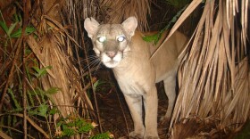The Florida panther was first protected under a federal endangered species list in 1967 and was later one of the first species protected under the Endangered Species Act passed in 1973.