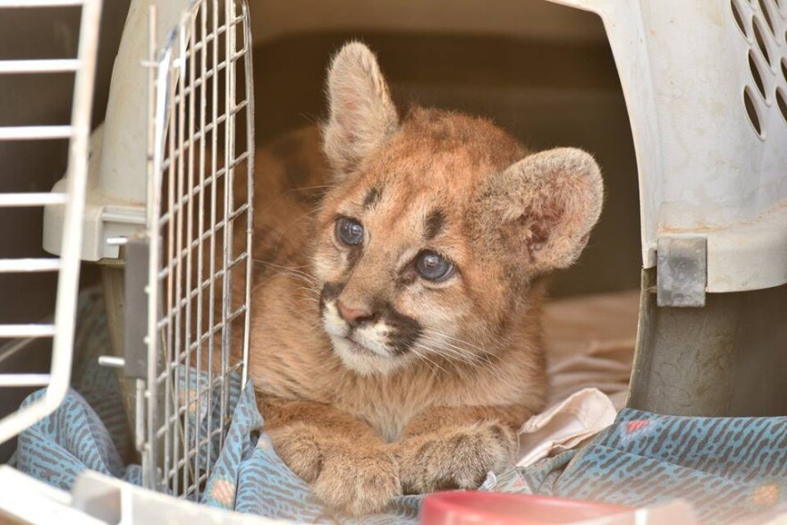baby mountain lion