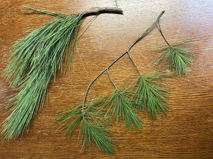 Norway pine branch, left, and white pine branch on a wooden table