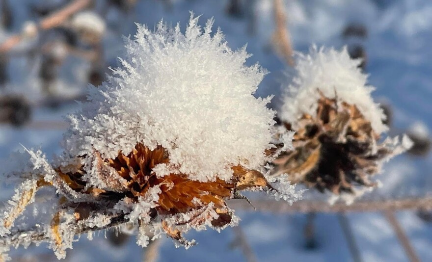 All photos courtesy of Jim Tolstrup and High Plains Environmental Center, all rights reserved.