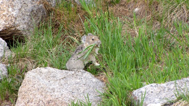 This is an image of a small American pika, which looks like a hamster, nibbling on green grass among rocks in an alpine area.