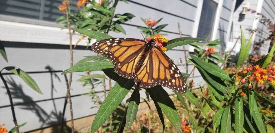 A monarch butterfly in a reporter's yard during summer 2020. 