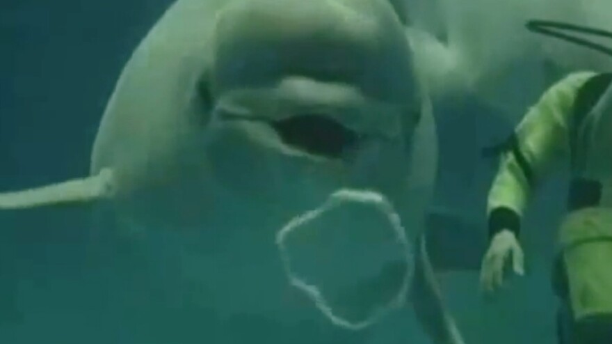 A beluga blowing rings.
